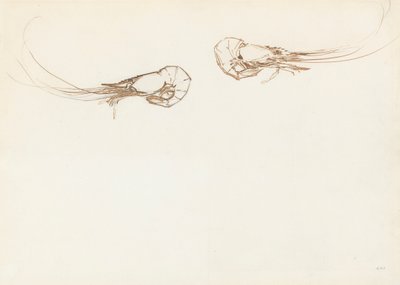 Two Prawns by John Singer Sargent